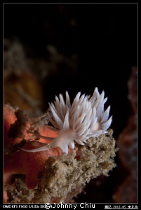 Nudibranch With white hair ( GF1 + 45mm + z240) by Johnny Chiu 